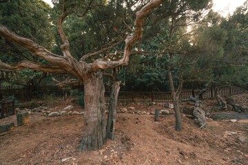 Old iron tree trunk in the garden