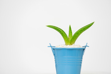 Small Aloe Vera in pot on white background with copy space