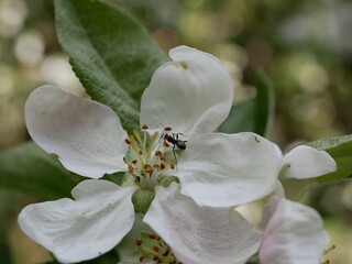 A black ant crawls among the stamens of a white-pink apple blossom on a sunny spring day. Flowering fruit trees in the orchard.