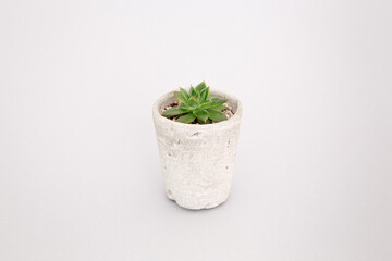 Small succulent plant in a concrete pot on grey background. Miniature echeveria. Home indoor plants.