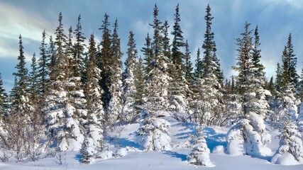 A stand of spruce trees covered in fresh white snow, creating a winter wonderland in Churchill, Canada.