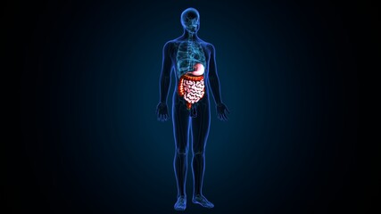 Human Digestive System Anatomy . 3d illustration
