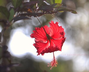 red flower on a tree