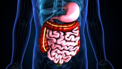 Human Digestive System Anatomy . 3d illustration
