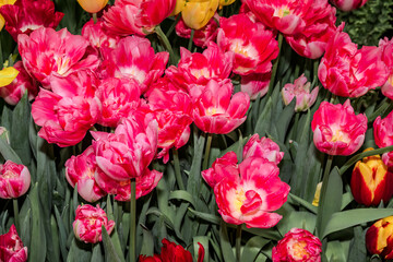 Fototapeta premium Double early Tulip (Tulipa hybrida) in park, Moscow, Russia