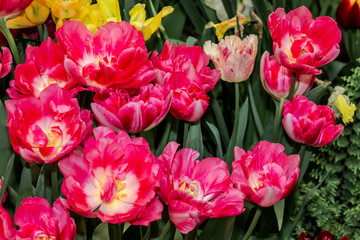 Double early Tulip (Tulipa hybrida) in park, Moscow, Russia