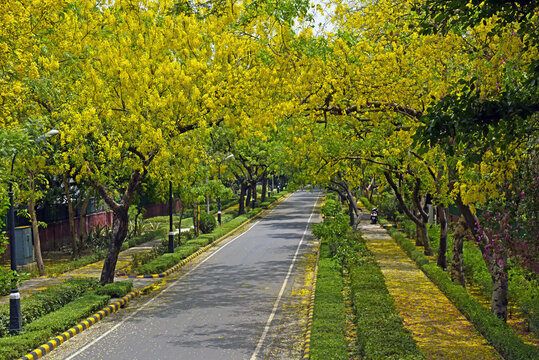 Beautiful Fresh Yellow Flowers Trees of Cassia Fistula known as Golden Shower Tree both sides of the road. New Delhi India. Selective Focus.