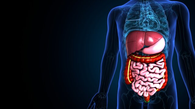 Human Digestive System Anatomy . 3d illustration
