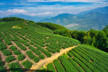 Tea agricultural plantation, clean and fresh early morning. Tea, bamboo, betel nut tree, Cattle...