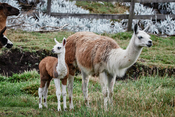 Llamas Alpaca in Andes Mountains, South America