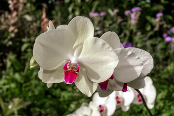 Fototapeta premium Moth Orchid (Phalaenopsis hybridum) in greenhouse