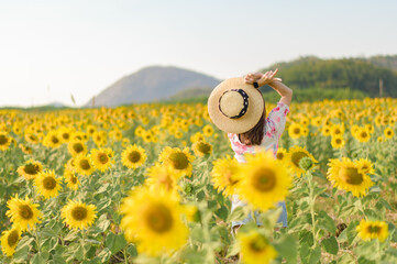 Sunflower in the evening time of Thailand