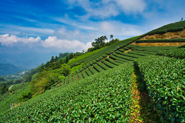 Tea agricultural plantation, clean and fresh early morning. Tea, bamboo, betel nut tree, Cattle...