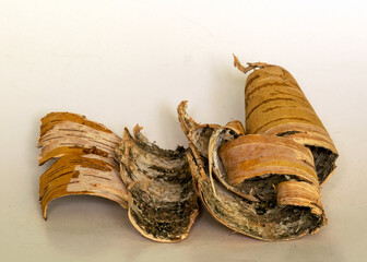 birch bark, bark. white background