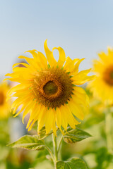 Naklejka premium Sunflower in the evening time of Thailand