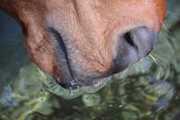 horse drinking nose