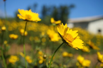 yellow flowers of the sky