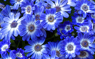 blue and white flowers