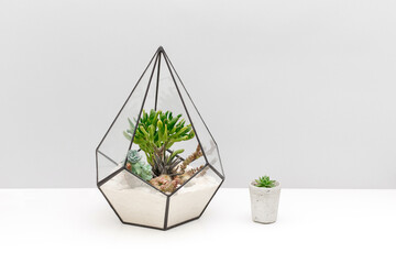 Geometric glass florarium vase with succulent plants and miniature echeveria in concrete pot stand on white table against grey background. Small garden with cactus and crassula. Home indoor plants.