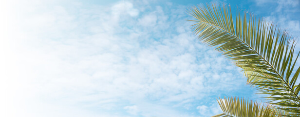 Palm branches close up on a blue sky background