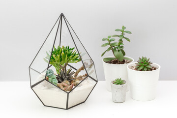 Home indoor plants. Geometric glass florarium vase, ceramic and concrete pots with succulent plants...