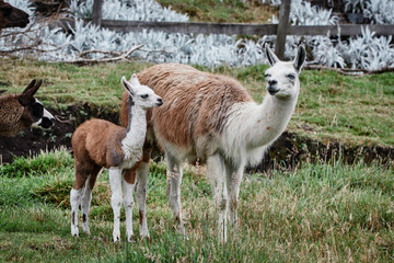 Llamas Alpaca in Andes Mountains, South America