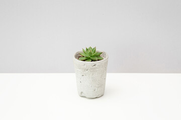 Small succulent plant in a concrete pot on white table against grey background. Miniature echeveria. Home indoor plants.