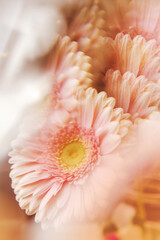 Creative abstract natural background.Pastel pink gerbera daisy photographed through a prism for a Surreal Prisming Shot Of. Spring flowers shot with kaleidoscope effect. Floral layout, wallpaper.