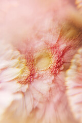 Creative abstract natural background.Pastel pink gerbera daisy photographed through a prism for a Surreal Prisming Shot Of. Spring flowers shot with kaleidoscope effect. Floral layout, wallpaper.