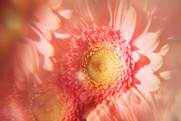 Creative abstract natural background.Pastel pink gerbera daisy photographed through a prism for a Surreal Prisming Shot Of. Spring flowers shot with kaleidoscope effect. Floral layout, wallpaper.