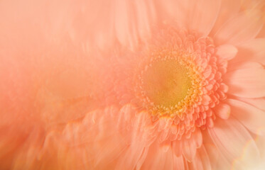 Creative abstract natural background.Pastel pink gerbera daisy photographed through a prism for a...