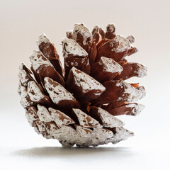 Close-up of a brown and white pine cone with snow