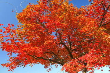 紅葉のモミジと青空