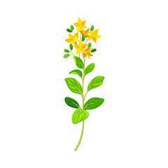 Hypericum Perforatum Flowering Plant on Stem as Medical Herb Vector Illustration