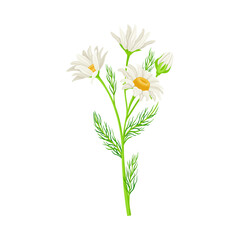 Camomile Flowering Plant Specie on Stem as Medical Herb Vector Illustration