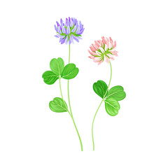 Clover or Trefoil Flowering Plant with Florets on Stem as Medical Herb Vector Illustration