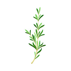 Rosemary with Fragrant, Evergreen, Needle-like Leaves as Medical Herb Vector Illustration