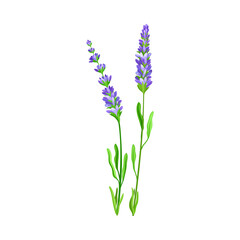 Lavender Flowering Plant with Violet Florets on Stem as Medical Herb Vector Illustration