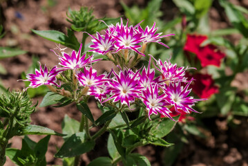 Annual Phlox (Phlox drummondii) in garden