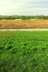 Fototapeta na wymiar ヨモギの若葉のある冬の江戸川土手と河川敷風景