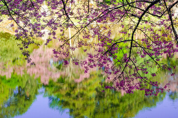 Pink flower blooming of Prunus cerasoides or Wild Himalayan Cherry and the natural pond