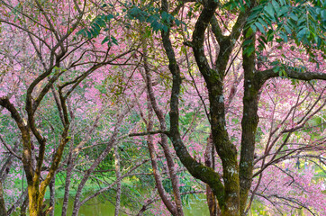 Pink flower blooming of Prunus cerasoides or Wild Himalayan Cherry in the forest