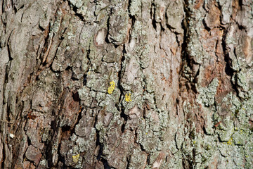 Closeup bark of a tree.
