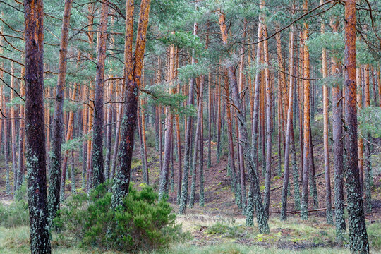 Beautiful wild pine forest in winter. Pinus sylvestris. Pinar de Camposagrado, León, Spain.