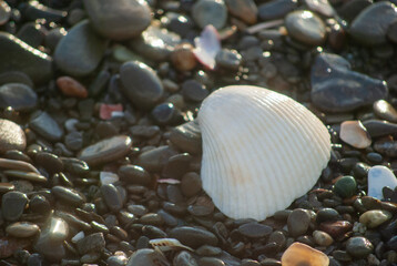 shells on the beach