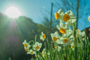 spring meadow with flowers