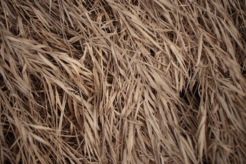 The background - dry yellow grass, macro shot