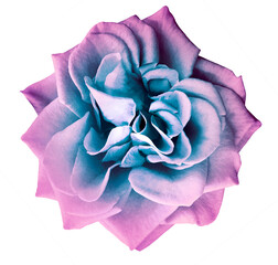 Purple rose flower, white isolated background with clipping path.  Closeup. no shadows. Nature.