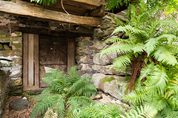 Decaying ancient stone house with overgrown walls and massive wooden door