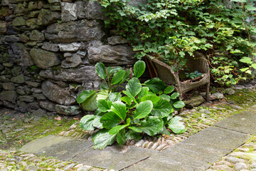 Idyllic garden scene with overgrown stone wall and decaying chair